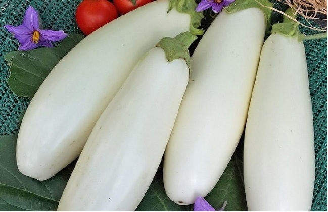 Баклажан Вкус грибов. Характеристика, выращивание и уход Баклажан Вкус грибов
